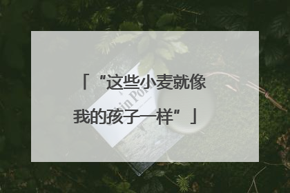“这些小麦就像我的孩子一样”