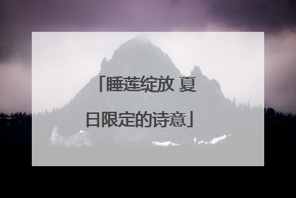睡莲绽放 夏日限定的诗意