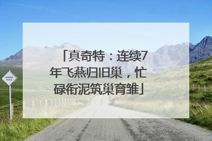 真奇特：连续7年飞燕归旧巢，忙碌衔泥筑巢育雏