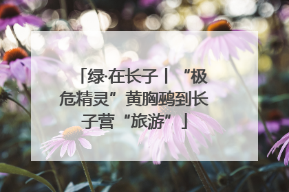 绿·在长子丨“极危精灵”黄胸鹀到长子营“旅游”