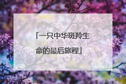 一只中华斑羚生命的最后旅程