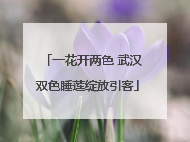一花开两色 武汉双色睡莲绽放引客