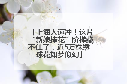 上海人速冲！这片“新娘捧花”阶梯藏不住了，近5万株绣球花如梦似幻