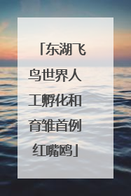 东湖飞鸟世界人工孵化和育雏首例红嘴鸥