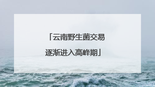 云南野生菌交易逐渐进入高峰期