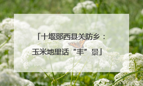 十堰郧西县关防乡：玉米地里话“丰”景