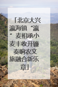 北京大兴瀛海镇“瀛”麦相承小麦丰收开镰 奏响农文旅融合新乐章