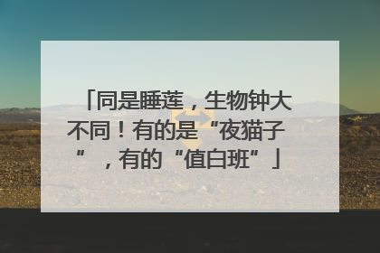 同是睡莲，生物钟大不同！有的是“夜猫子”，有的“值白班”
