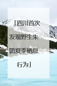 四川首次发现野生朱鹮夏季栖息行为