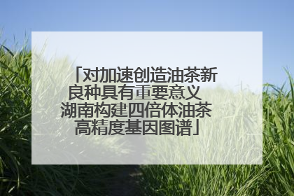 对加速创造油茶新良种具有重要意义 湖南构建四倍体油茶高精度基因图谱