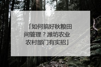 如何搞好秋粮田间管理？潍坊农业农村部门有实招