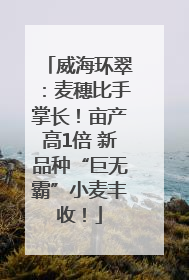 威海环翠：麦穗比手掌长！亩产高1倍 新品种“巨无霸”小麦丰收！