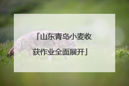 山东青岛小麦收获作业全面展开