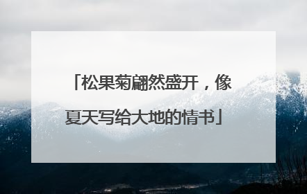 松果菊翩然盛开，像夏天写给大地的情书