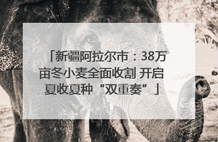 新疆阿拉尔市：38万亩冬小麦全面收割 开启夏收夏种“双重奏”