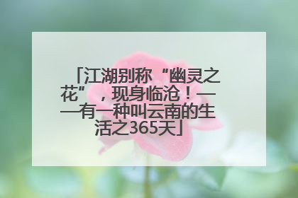 江湖别称“幽灵之花”，现身临沧！——有一种叫云南的生活之365天