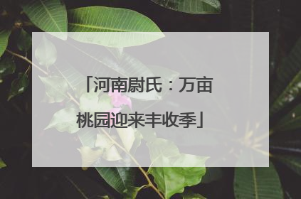 河南尉氏：万亩桃园迎来丰收季