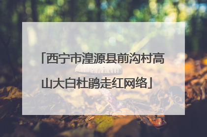 西宁市湟源县前沟村高山大白杜鹃走红网络