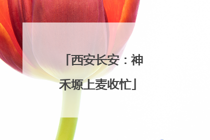 西安长安：神禾塬上麦收忙