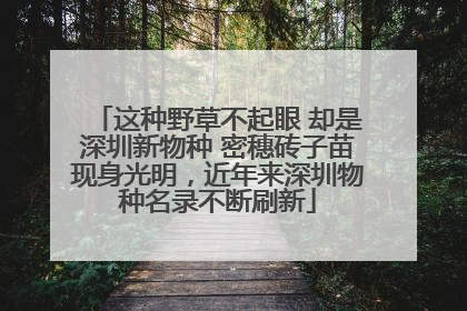 这种野草不起眼 却是深圳新物种 密穗砖子苗现身光明，近年来深圳物种名录不断刷新
