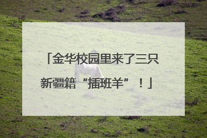 金华校园里来了三只新疆籍“插班羊”！