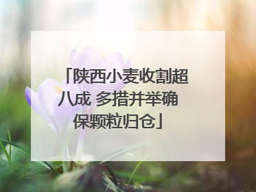 陕西小麦收割超八成 多措并举确保颗粒归仓