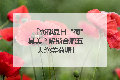 霸都夏日“荷”其美？解锁合肥五大绝美荷塘
