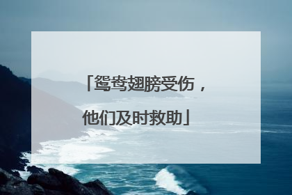 鸳鸯翅膀受伤，他们及时救助