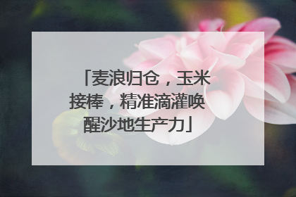 麦浪归仓，玉米接棒，精准滴灌唤醒沙地生产力