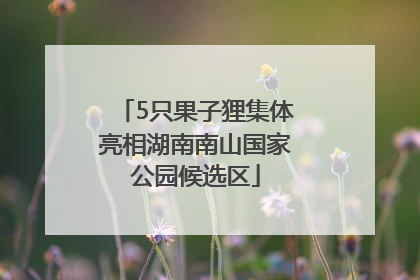 5只果子狸集体亮相湖南南山国家公园候选区